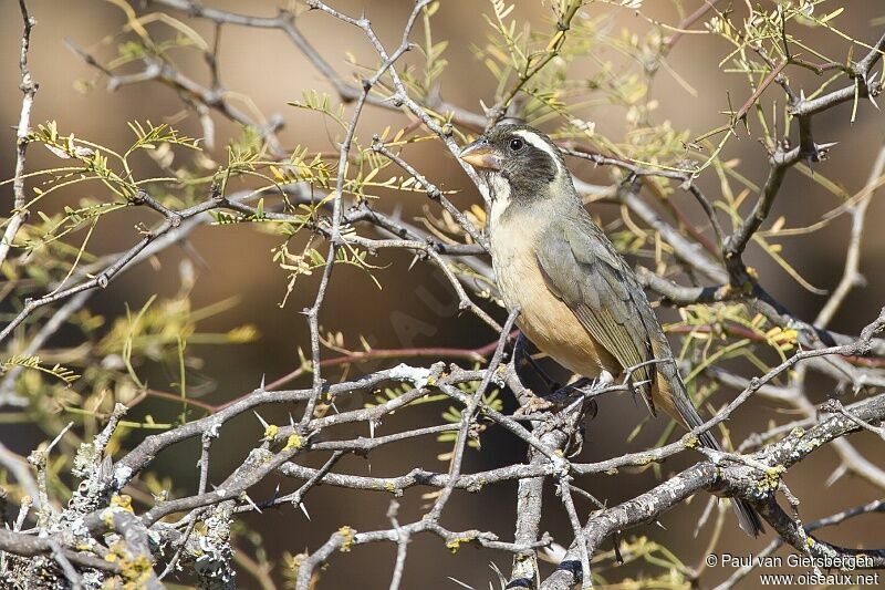 Golden-billed Saltator