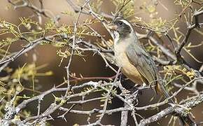 Golden-billed Saltator