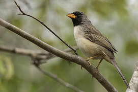 Black-throated Saltator