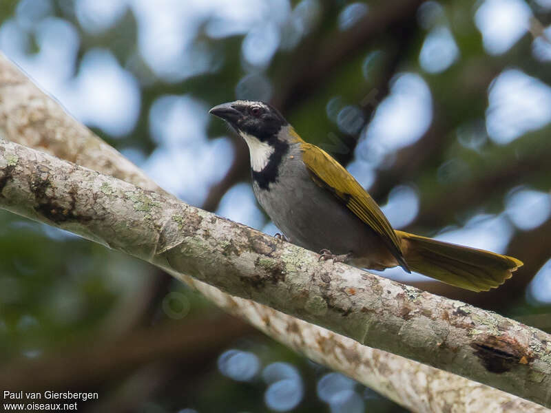 Saltator à tête noireadulte, identification