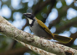 Black-headed Saltator