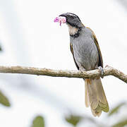 Black-headed Saltator