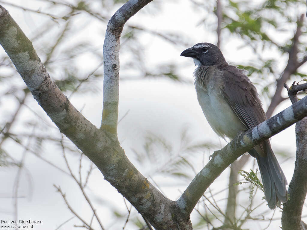 Olive-grey Saltatoradult, identification