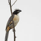 Saltator de l'Orénoque