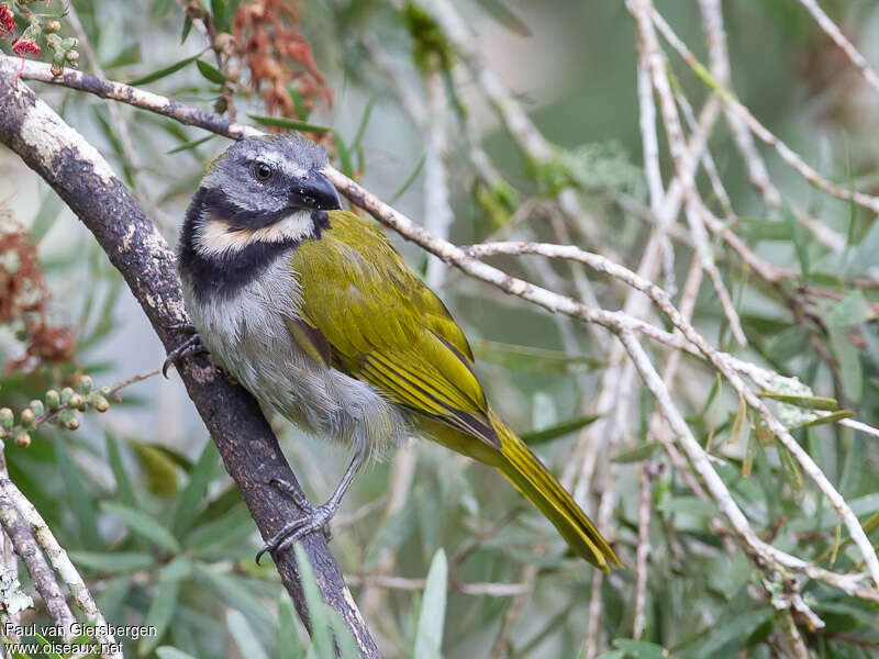 Buff-throated Saltatoradult, habitat, pigmentation