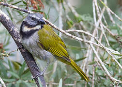 Saltator des grands-bois