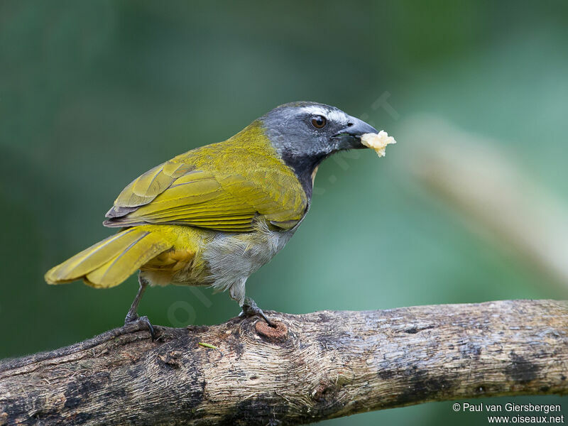 Buff-throated Saltator