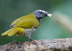 Buff-throated Saltator