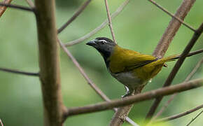 Buff-throated Saltator