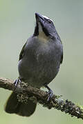 Buff-throated Saltator