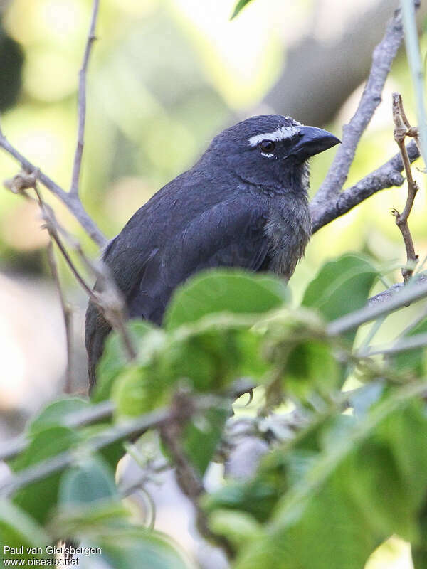 Cinnamon-bellied Saltatoradult