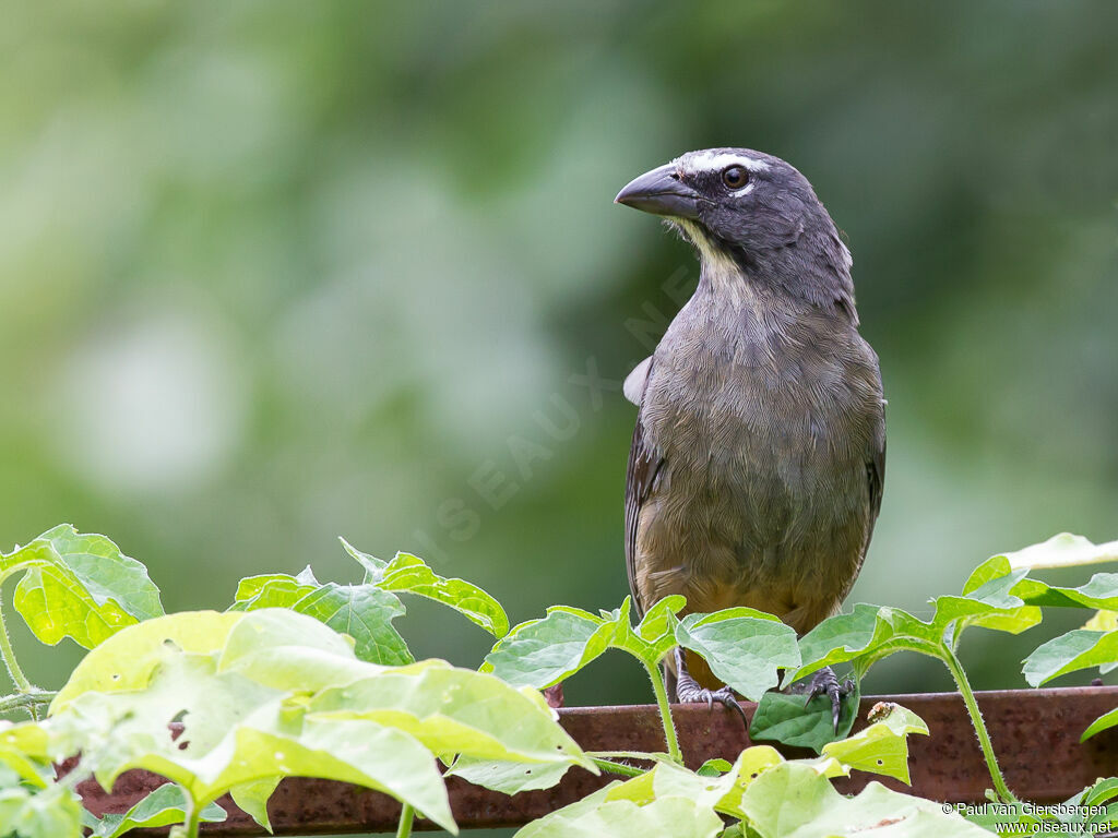 Cinnamon-bellied Saltatoradult