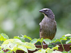 Cinnamon-bellied Saltator