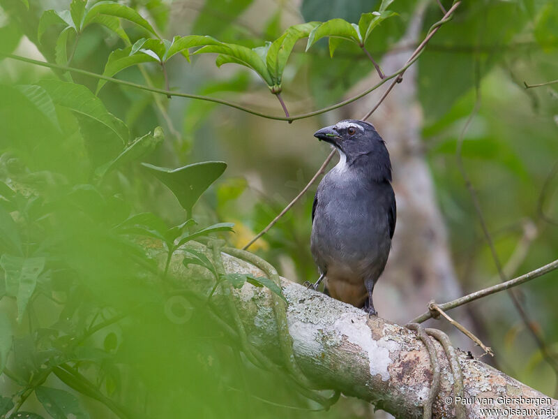 Greyish Saltator