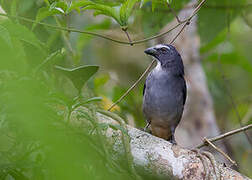 Greyish Saltator