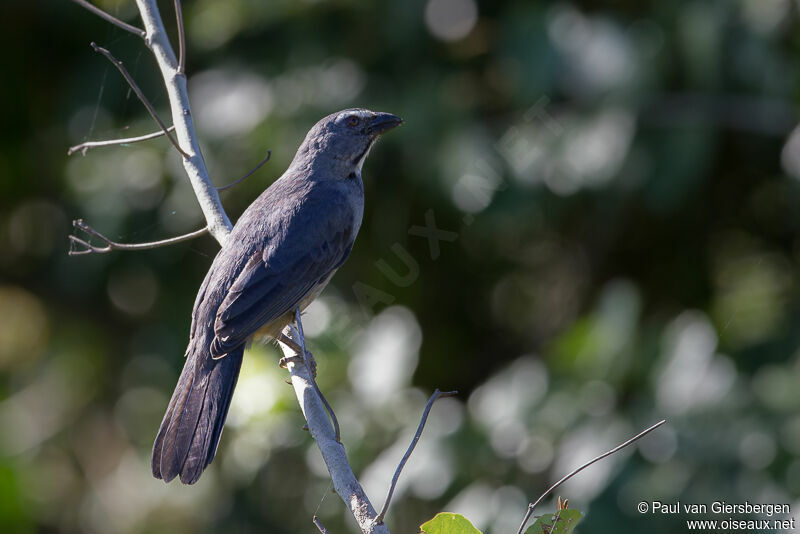 Greyish Saltator