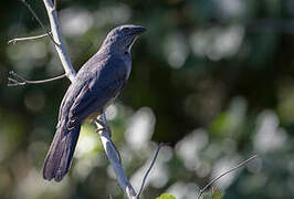 Greyish Saltator