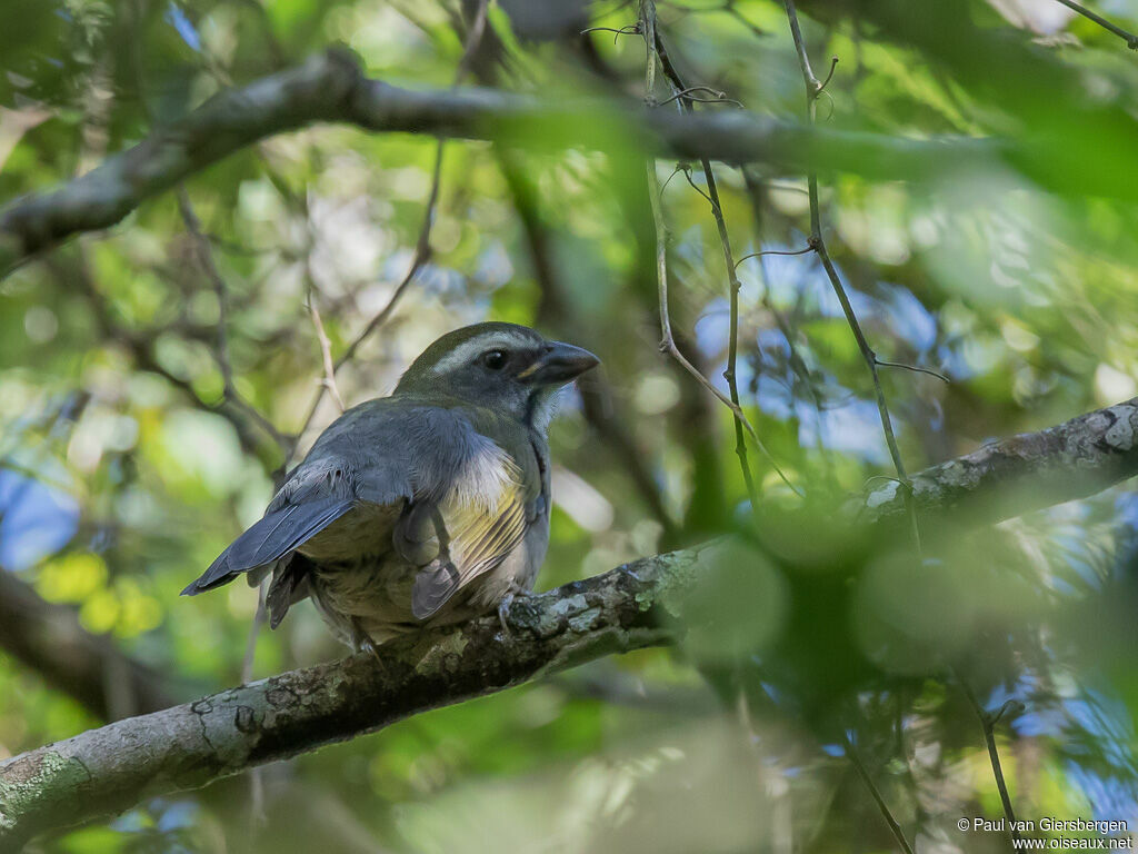 Green-winged Saltator