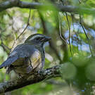 Saltator olive
