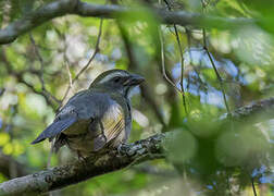 Green-winged Saltator