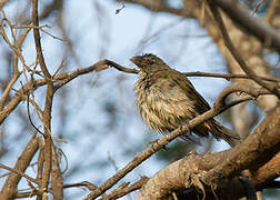 Streaked Saltator