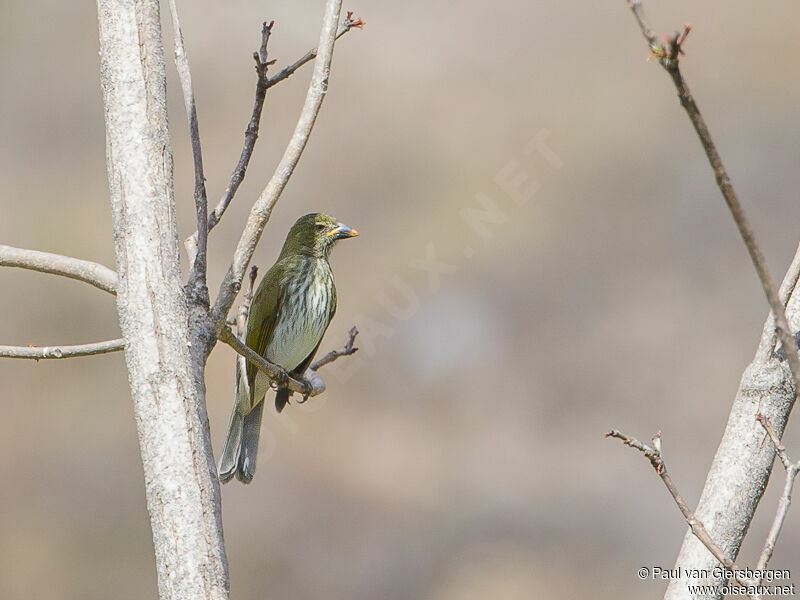 Streaked Saltator