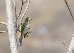 Streaked Saltator