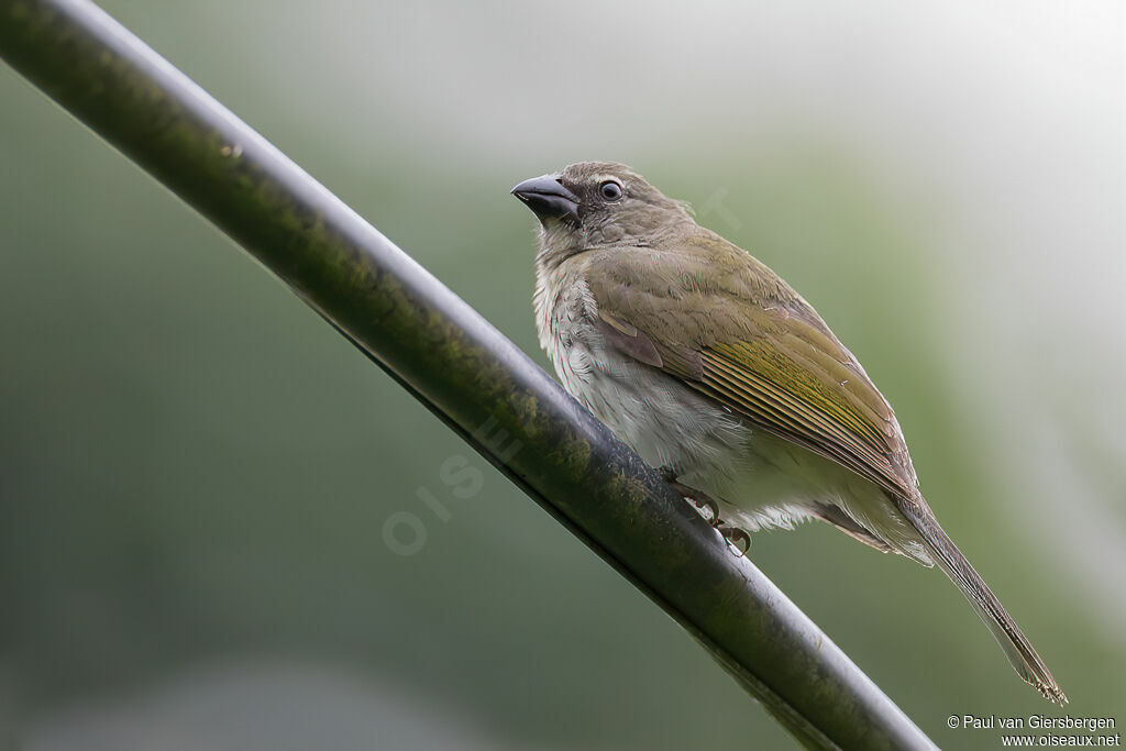 Streaked Saltatoradult