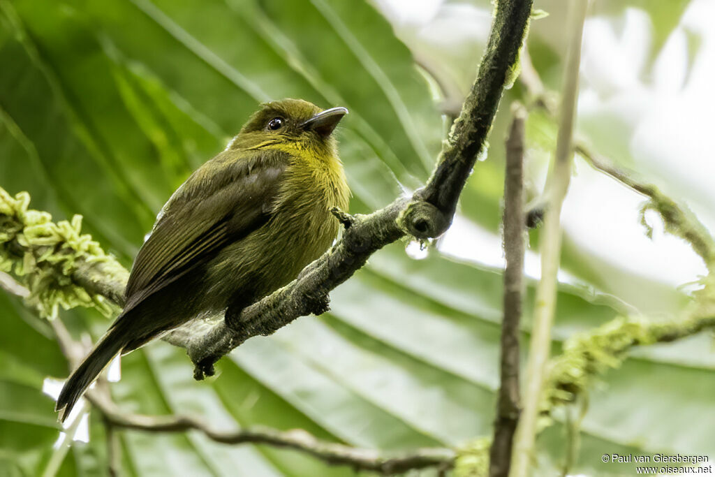 Sapayoa à bec large