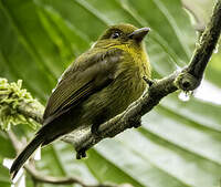 Sapayoa à bec large