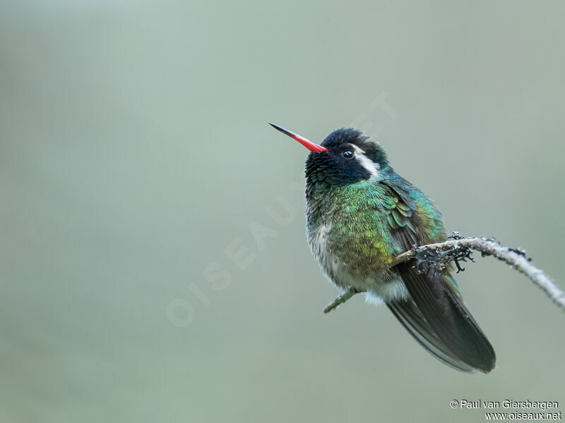 White-eared Hummingbird