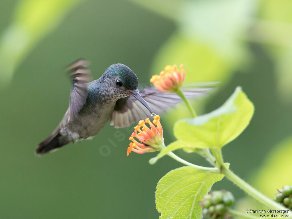 White-chinned Sapphire