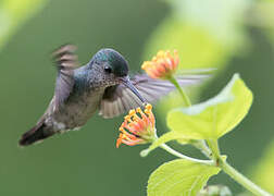 White-chinned Sapphire