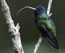 Blue-headed Sapphire