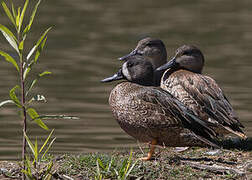 Blue-winged Teal