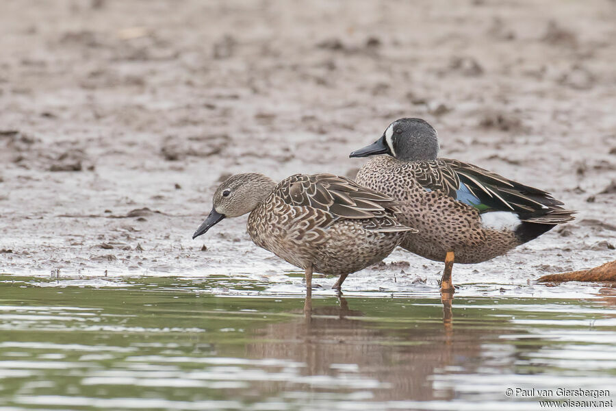 Blue-winged Tealadult