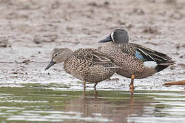 Blue-winged Teal