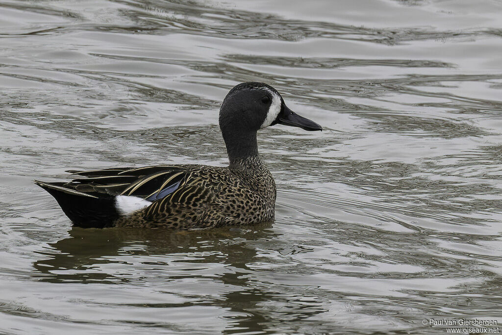 Sarcelle à ailes bleues mâle adulte