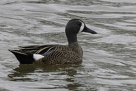 Blue-winged Teal