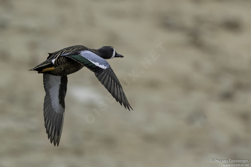 Sarcelle à ailes bleues mâle adulte