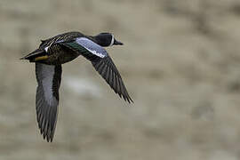 Blue-winged Teal