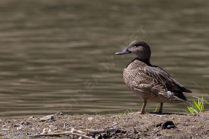 Sarcelle à ailes vertes femelle, identification