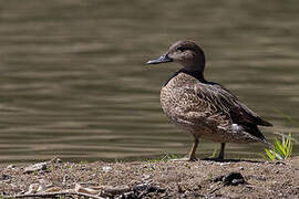 Green-winged Teal