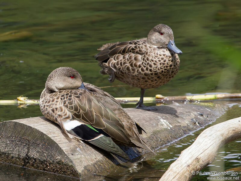 Grey Teal