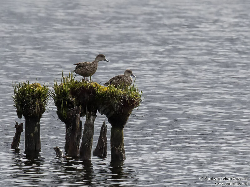 Grey Teal