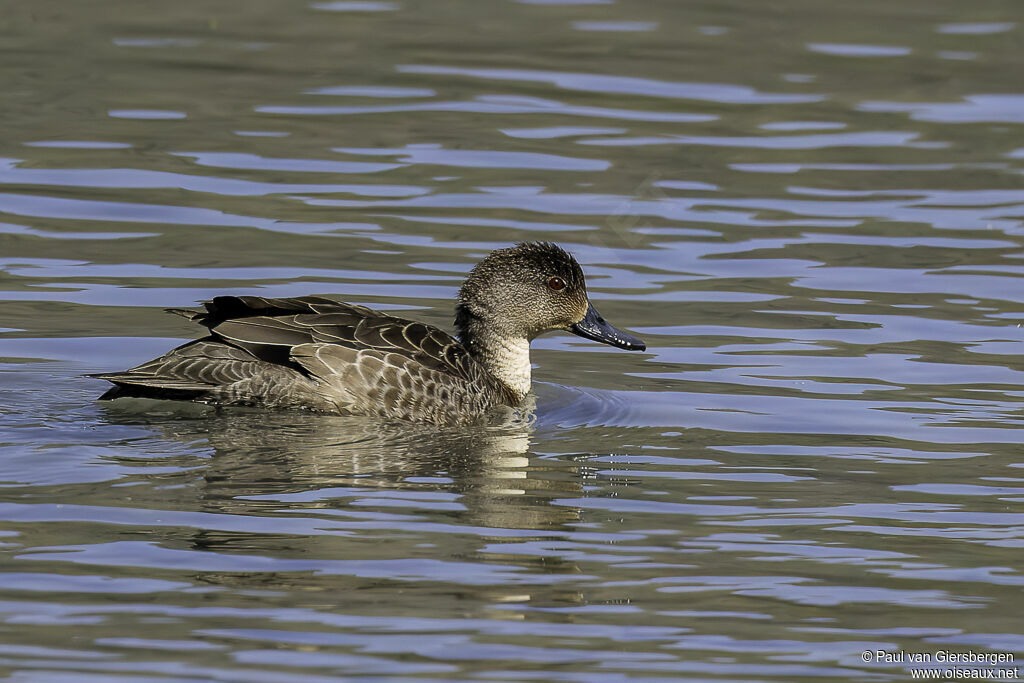 Grey Tealadult