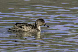 Grey Teal