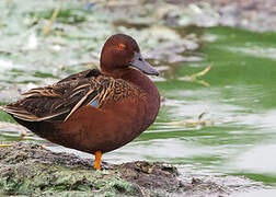 Cinnamon Teal