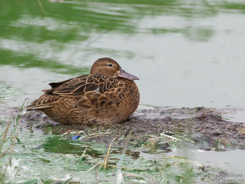 Cinnamon Teal