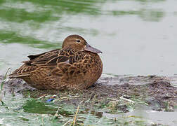 Cinnamon Teal